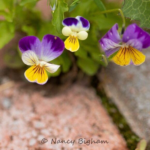 Meet your Posher, Nancy - Picture 2 of 3